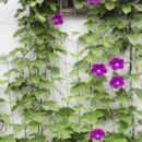 Climbing Plants Growing Net