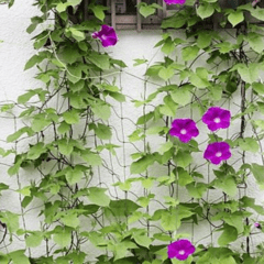 Climbing Plants Growing Net