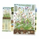 Free Green Planet Poster from The Open University