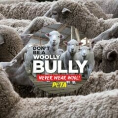 Free Anti-Wool Stickers from PETA